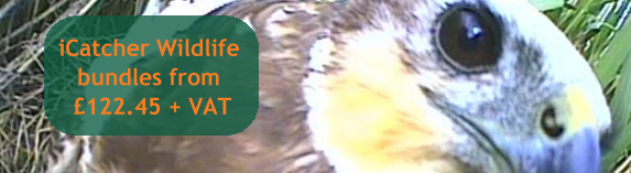 iCatcher Wildlife