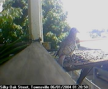 Picture of an australian sparrow, taken with the iCatcher Digital CCTV software