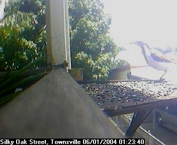 Picture of a honey eater, taken with the iCatcher Digital CCTV software