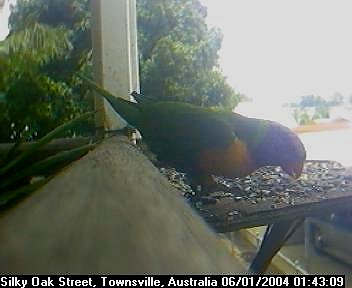 Picture of a lorikeet, taken with the iCatcher Digital CCTV software