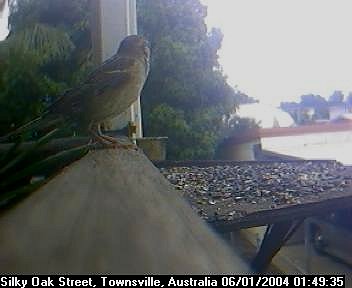 Picture of an australian sparrow, taken with the iCatcher Digital CCTV software