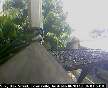 Picture of a honey eater, taken with the iCatcher Digital CCTV software