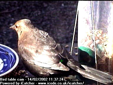 Picture of a blackbird, taken with the iCatcher Digital CCTV software