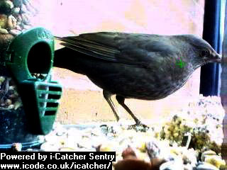 Picture of a blackbird, taken with the iCatcher Digital CCTV software
