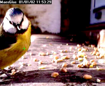 Picture of a blue tit, taken with the iCatcher Digital CCTV software