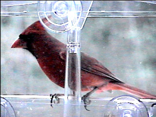 Picture of a cardinal finch, taken with the iCatcher Digital CCTV software
