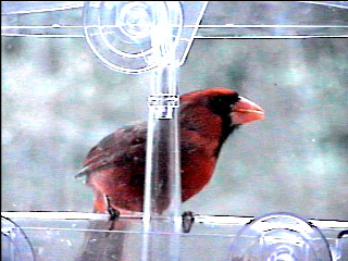 Picture of a cardinal finch, taken with the iCatcher Digital CCTV software