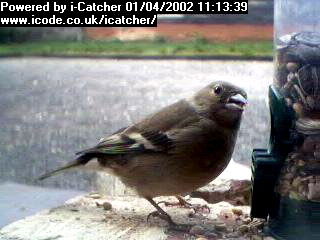 Picture of a chaffinch, taken with the iCatcher Digital CCTV software