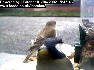 Picture of a chaffinch, taken with the iCatcher Digital CCTV software
