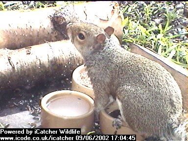 Picture of a squirrel, taken with the iCatcher Digital CCTV software