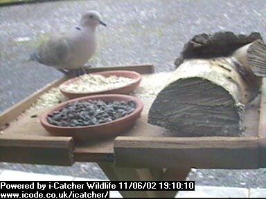 Picture of a collard dove, taken with the iCatcher Digital CCTV software