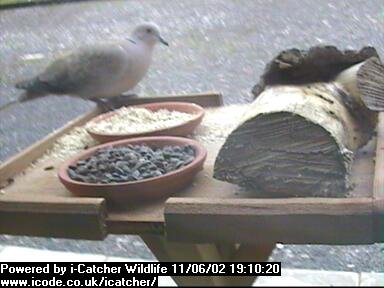 Picture of a collard dove, taken with the iCatcher Digital CCTV software