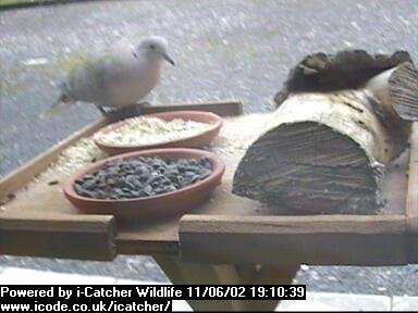 Picture of a collard dove, taken with the iCatcher Digital CCTV software