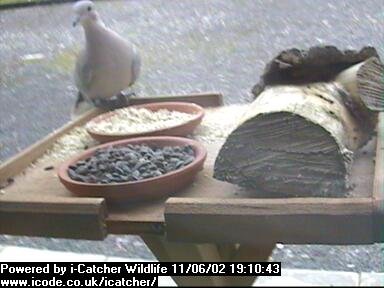 Picture of a collard dove, taken with the iCatcher Digital CCTV software