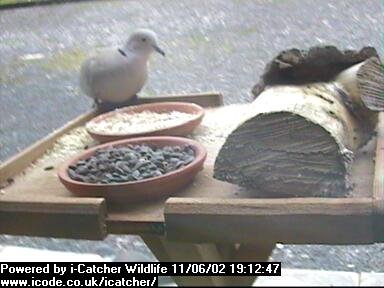 Picture of a collard dove, taken with the iCatcher Digital CCTV software