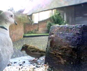 Picture of a collard dove, taken with the iCatcher Digital CCTV software