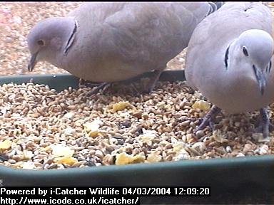 Picture of a collard dove, taken with the iCatcher Digital CCTV software