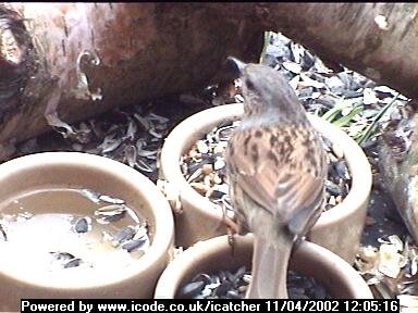 Picture of a dunnock, taken with the iCatcher Digital CCTV software