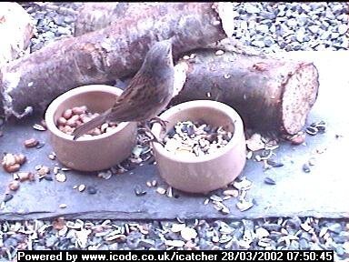 Picture of a dunnock, taken with the iCatcher Digital CCTV software