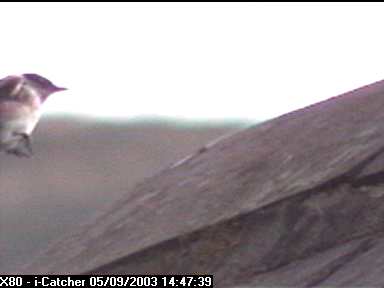 Picture of a spotted flycatcher, taken with the iCatcher Digital CCTV software
