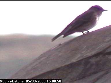 Picture of a spotted flycatcher, taken with the iCatcher Digital CCTV software