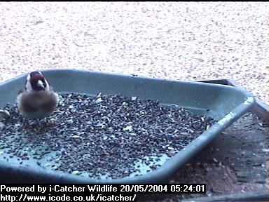 Picture of a goldfinch, taken with the iCatcher Digital CCTV software