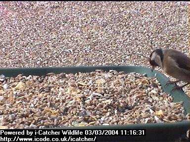 Picture of a goldfinch, taken with the iCatcher Digital CCTV software