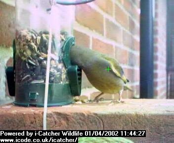 Picture of a greenfinch, taken with the iCatcher Digital CCTV software