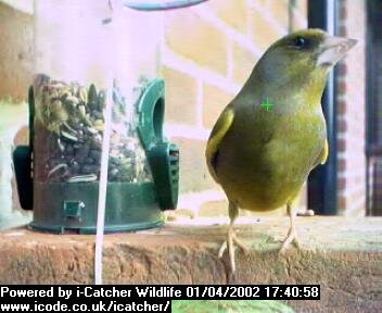 Picture of a greenfinch, taken with the iCatcher Digital CCTV software