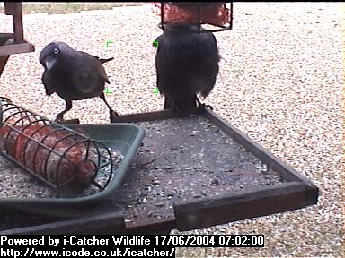 Picture of a jackdaw, taken with the iCatcher Digital CCTV software
