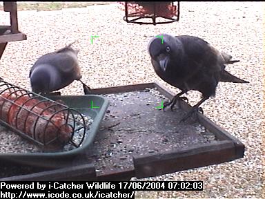 Picture of a jackdaw, taken with the iCatcher Digital CCTV software