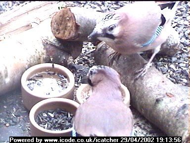 Picture of a jay, taken with the iCatcher Digital CCTV software