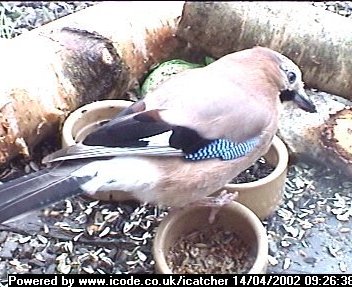 Picture of a jay, taken with the iCatcher Digital CCTV software