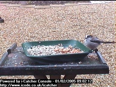 Picture of a long-tailed tit, taken with the iCatcher Digital CCTV software