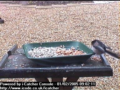 Picture of a long-tailed tit, taken with the iCatcher Digital CCTV software