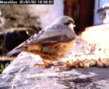 Picture of a nuthatch, taken with the iCatcher Digital CCTV software