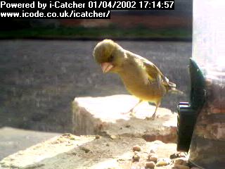 Picture of a green finch, taken with the iCatcher Digital CCTV software