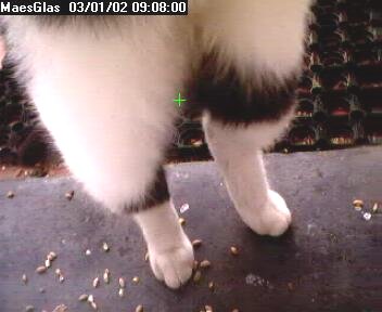 Picture of a cat's legs, taken with the iCatcher Digital CCTV software