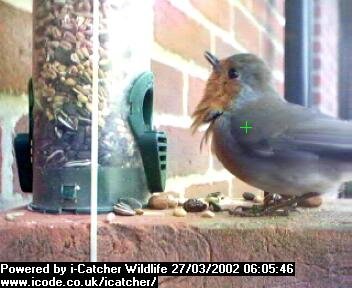 Picture of a robin, taken with the iCatcher Digital CCTV software