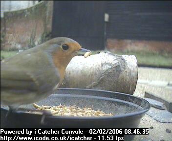 Picture of a robin, taken with the iCatcher Digital CCTV software