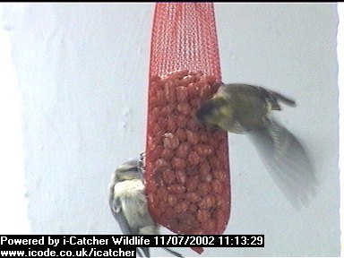Picture of a siskin, taken with the iCatcher Digital CCTV software
