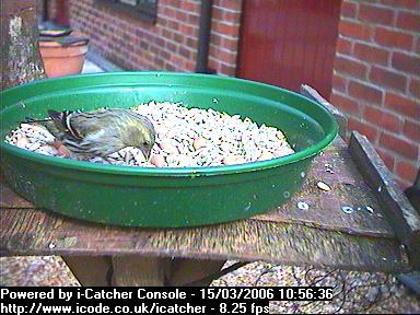 Picture of a siskin, taken with the iCatcher Digital CCTV software