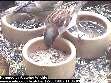 Picture of a sparrow, taken with the iCatcher Digital CCTV software