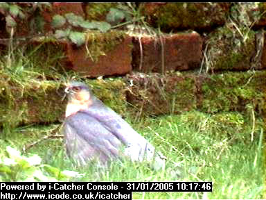 Picture of a sparrowhawk, taken with the iCatcher Digital CCTV software