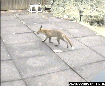 Picture of a fox, taken with the iCatcher Digital CCTV software