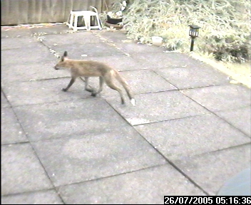 Picture of a fox, taken with the iCatcher Digital CCTV software