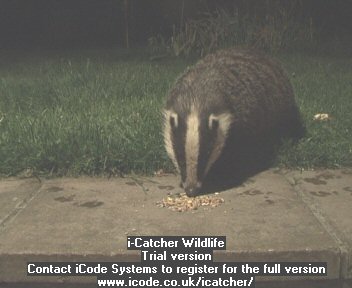 Picture of a badger, taken with the iCatcher Digital CCTV software