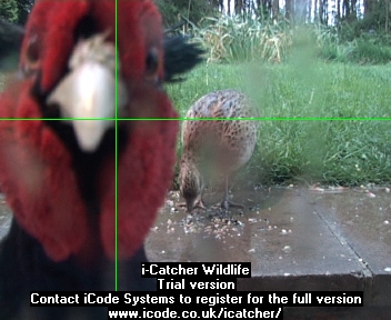 Picture of a bird, taken with the iCatcher Digital CCTV software