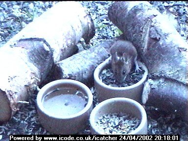 Picture of a mouse, taken with the iCatcher Digital CCTV software