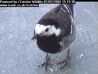 Picture of a wagtail, taken with the iCatcher Digital CCTV software
